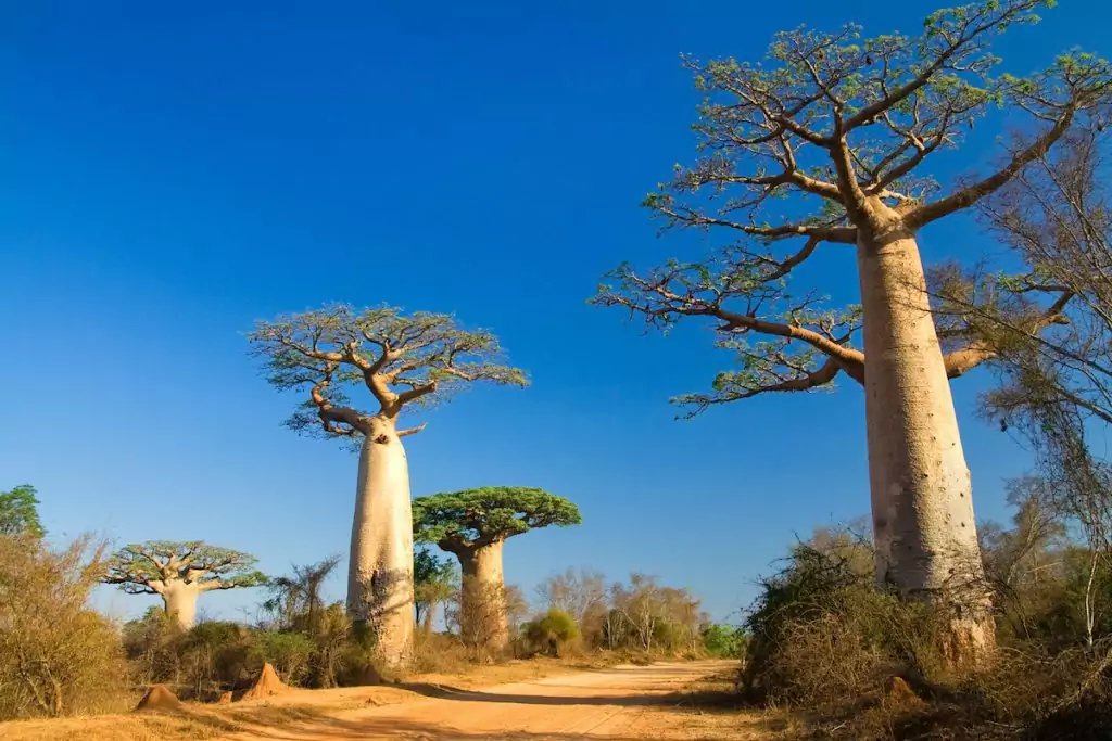 Baobab — Pain de singe